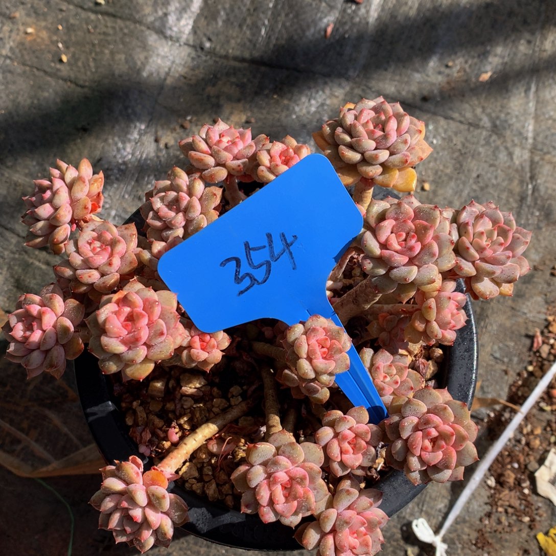 粉不哦72727227277227