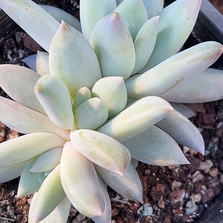 伊丽莎白美人特价一物一拍