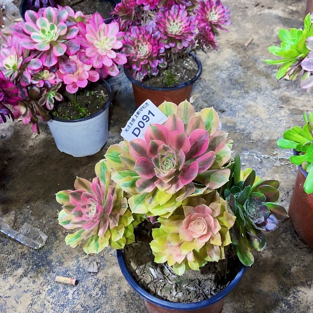 洛神法师9100000000000