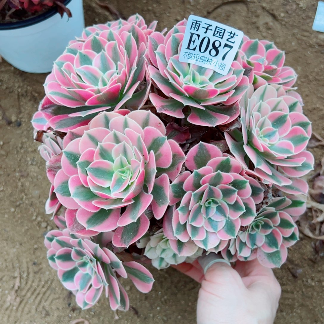 087小粉女巫20左右