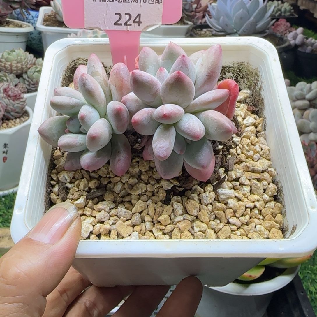 锦安精品多肉植物224