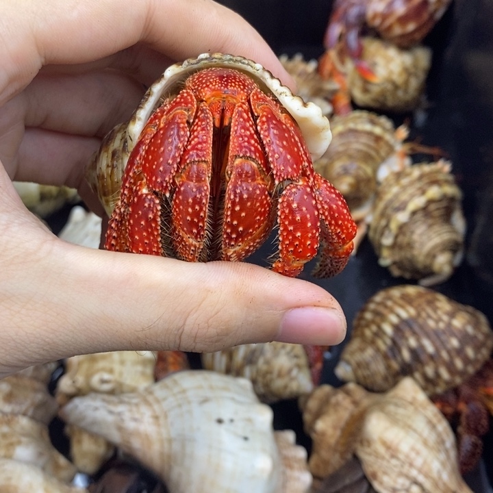 别***海A加加斐济草莓一只