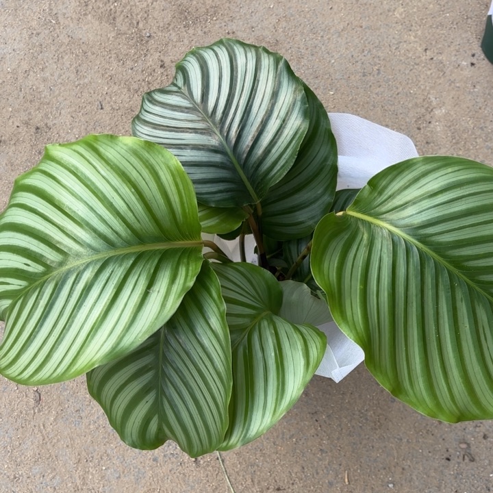 全部花苞青苹果竹芋