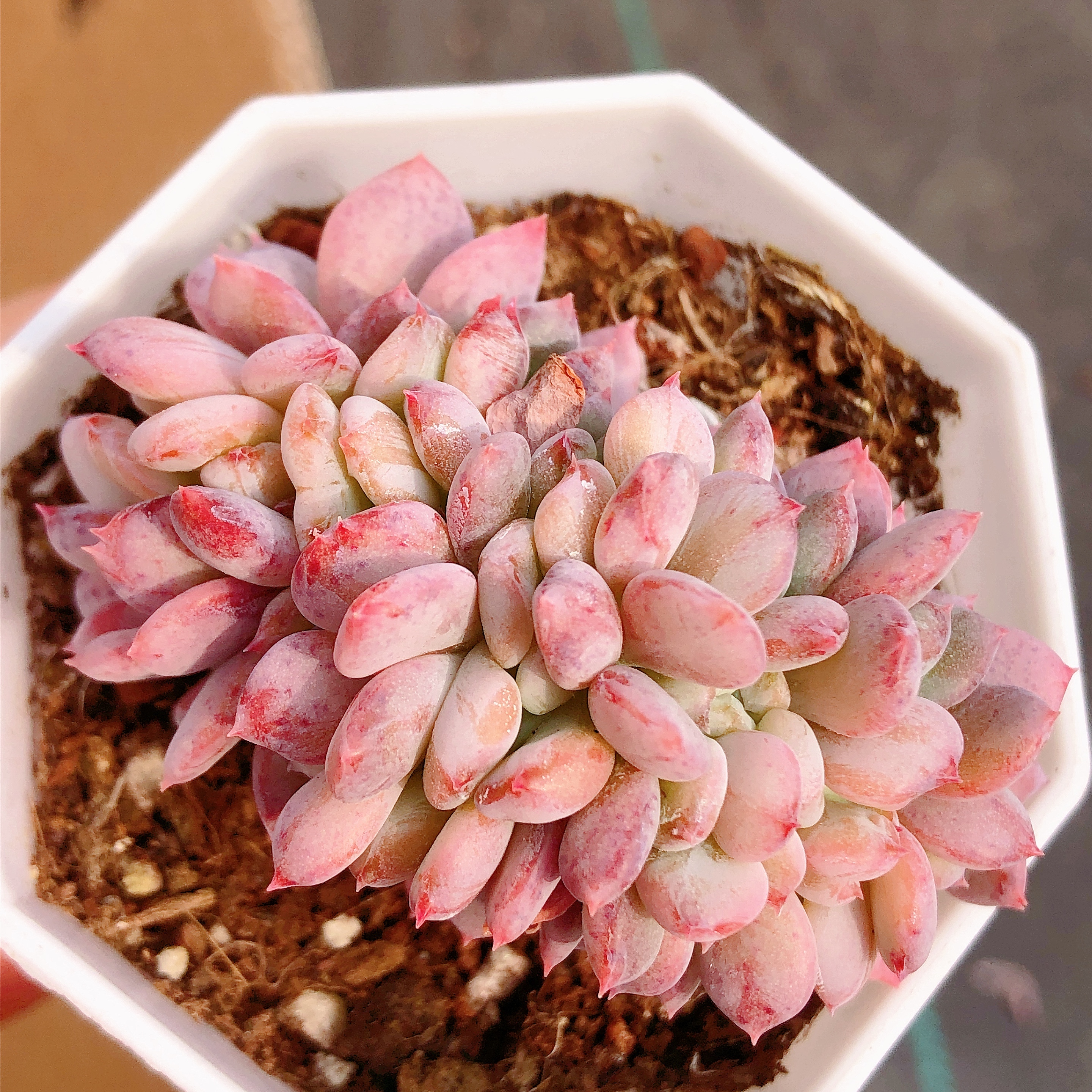 多肉植物  八角盆粉珍妮缀化一颗（尺寸5左右）全场满28包邮