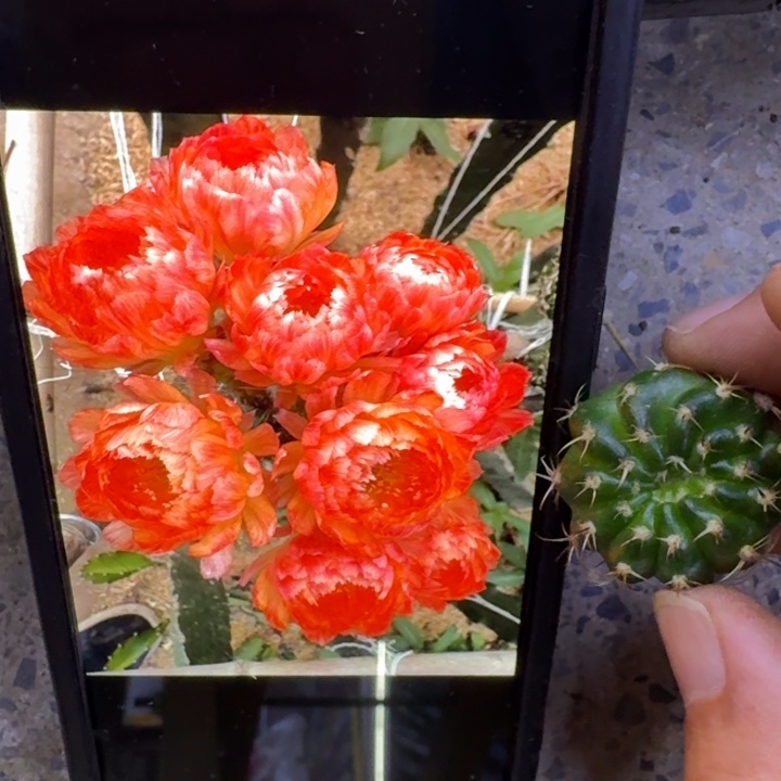 213丽花130歪3公分左右无根侧牙，20包邮