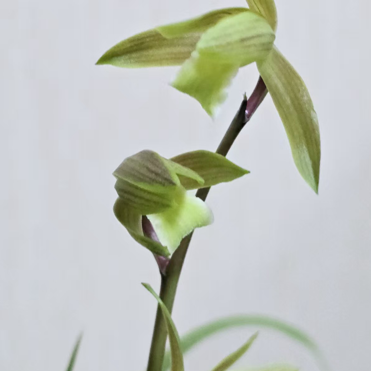 建兰大凤素带花苞兰花苗室内客厅办公室好养浓香绿植