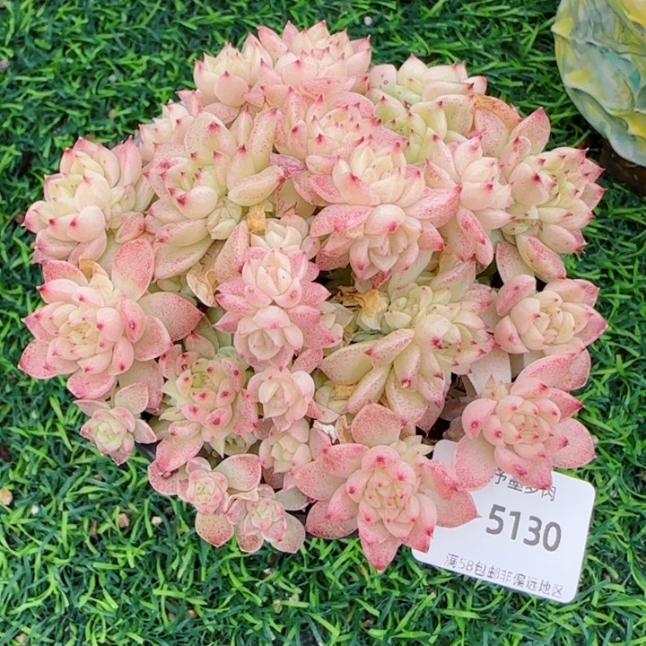 麦秆群，5130带盆发不包整