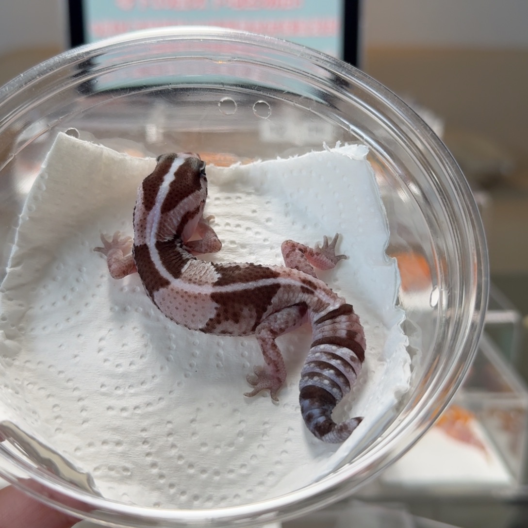 肥尾守宫奥利奥隐幽灵焦糖无纹妹妹