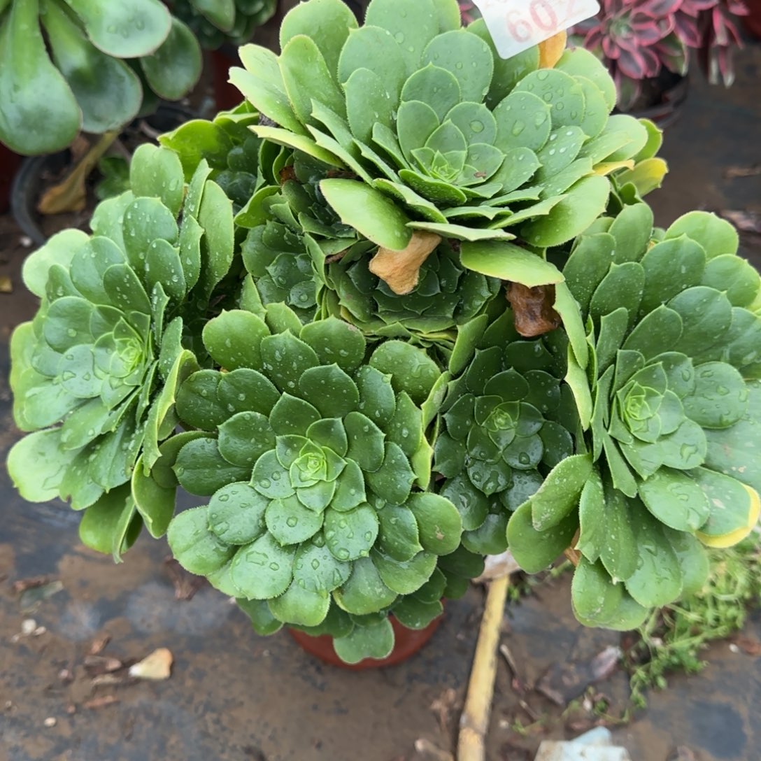 绿羊绒602满20包邮断枝不包