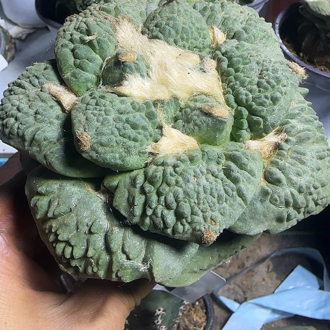 大牡丹226仙人球开花