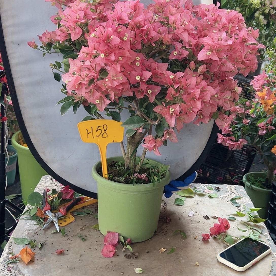 奥***发大部分花苞少量开放H58卡亚塔