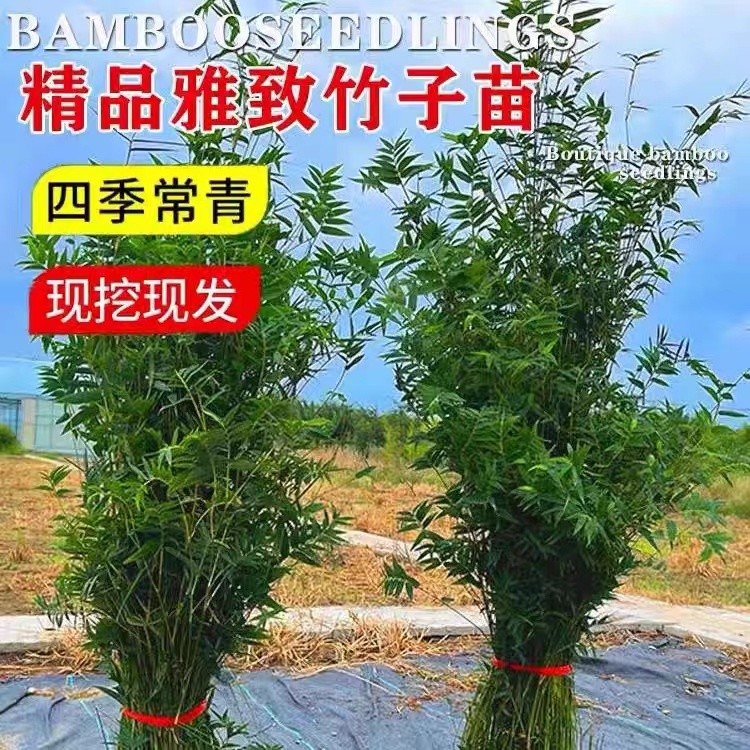 名贵紫竹耐寒耐寒庭院四季常青慈孝竹米竹凤尾竹