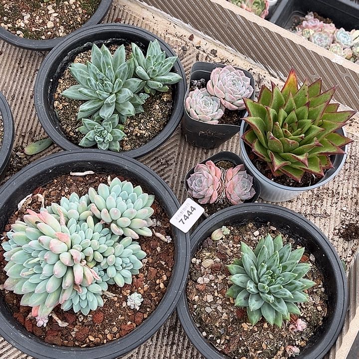 阿雅园艺。       7444