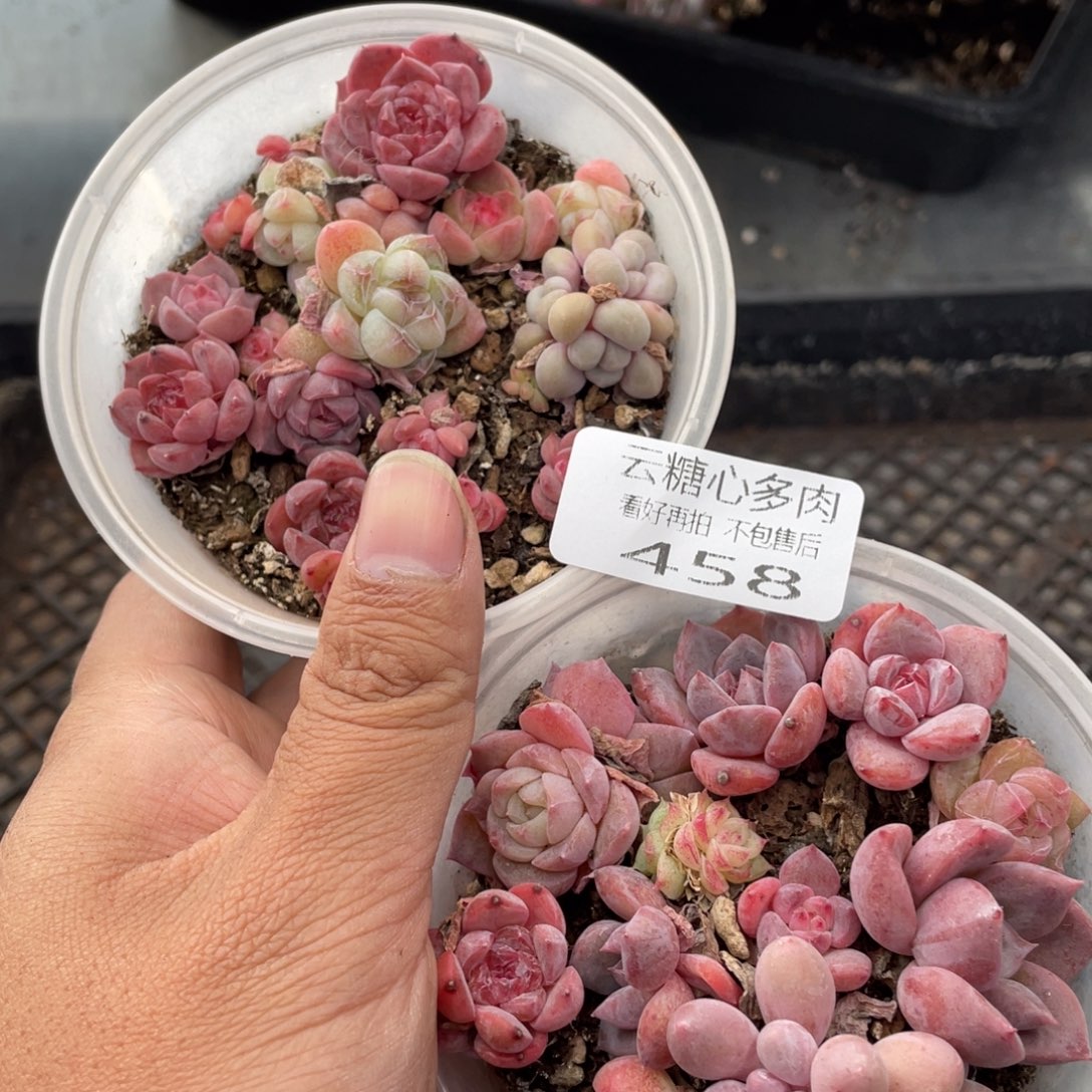 云糖心多肉植物458