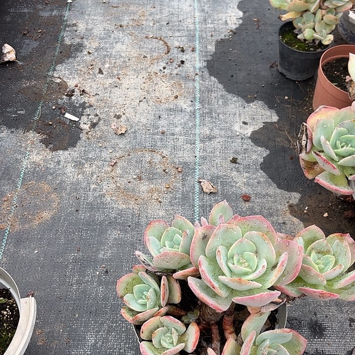 我***з748白凤脱土发货不退不换