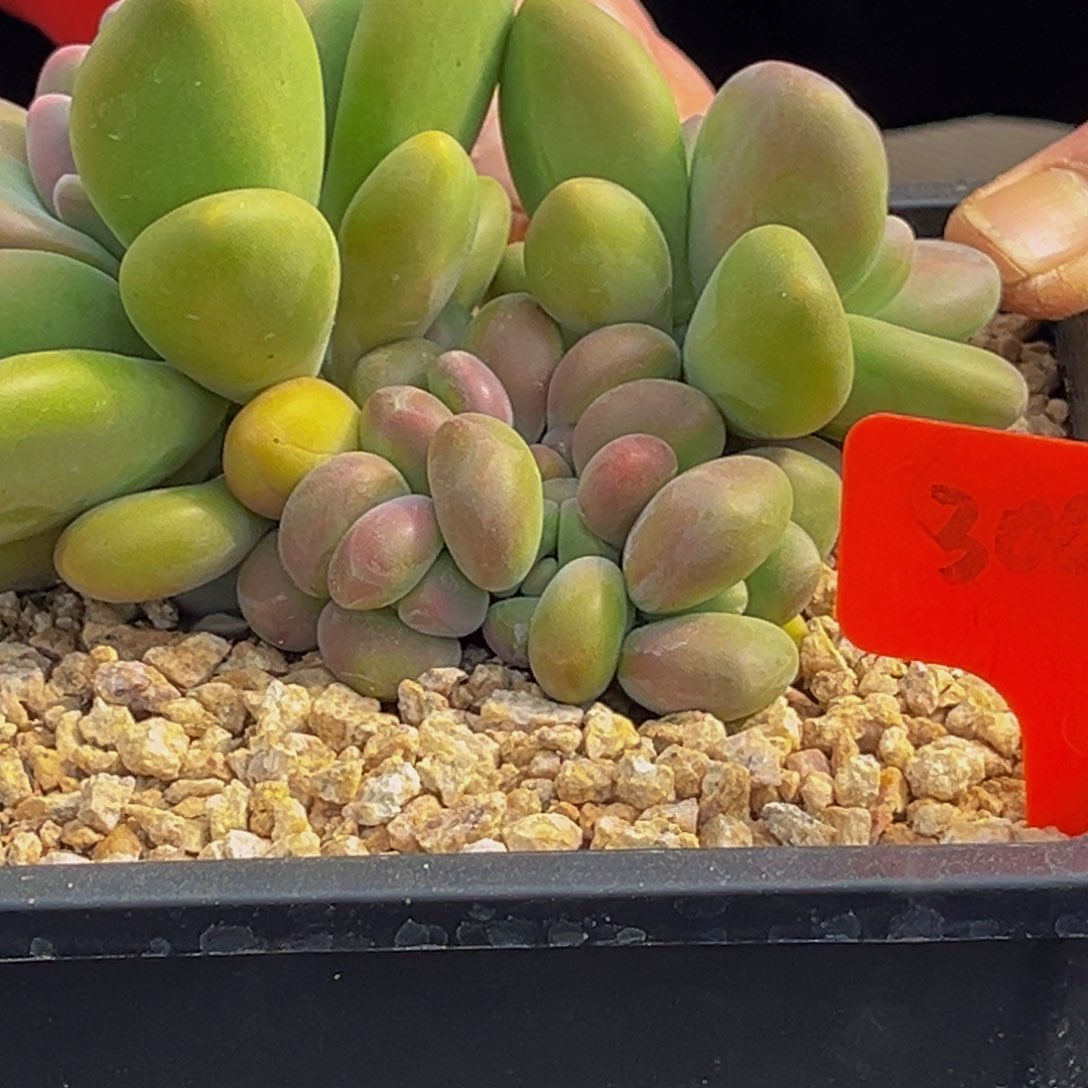 3005号上午多肉植物群生多肉