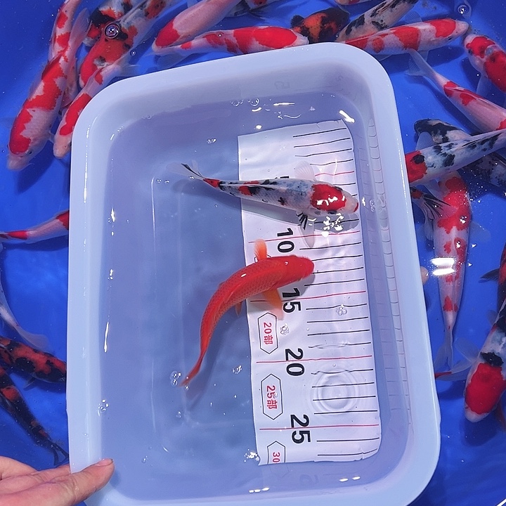 海水鱼锦鲤的繁殖和孵化