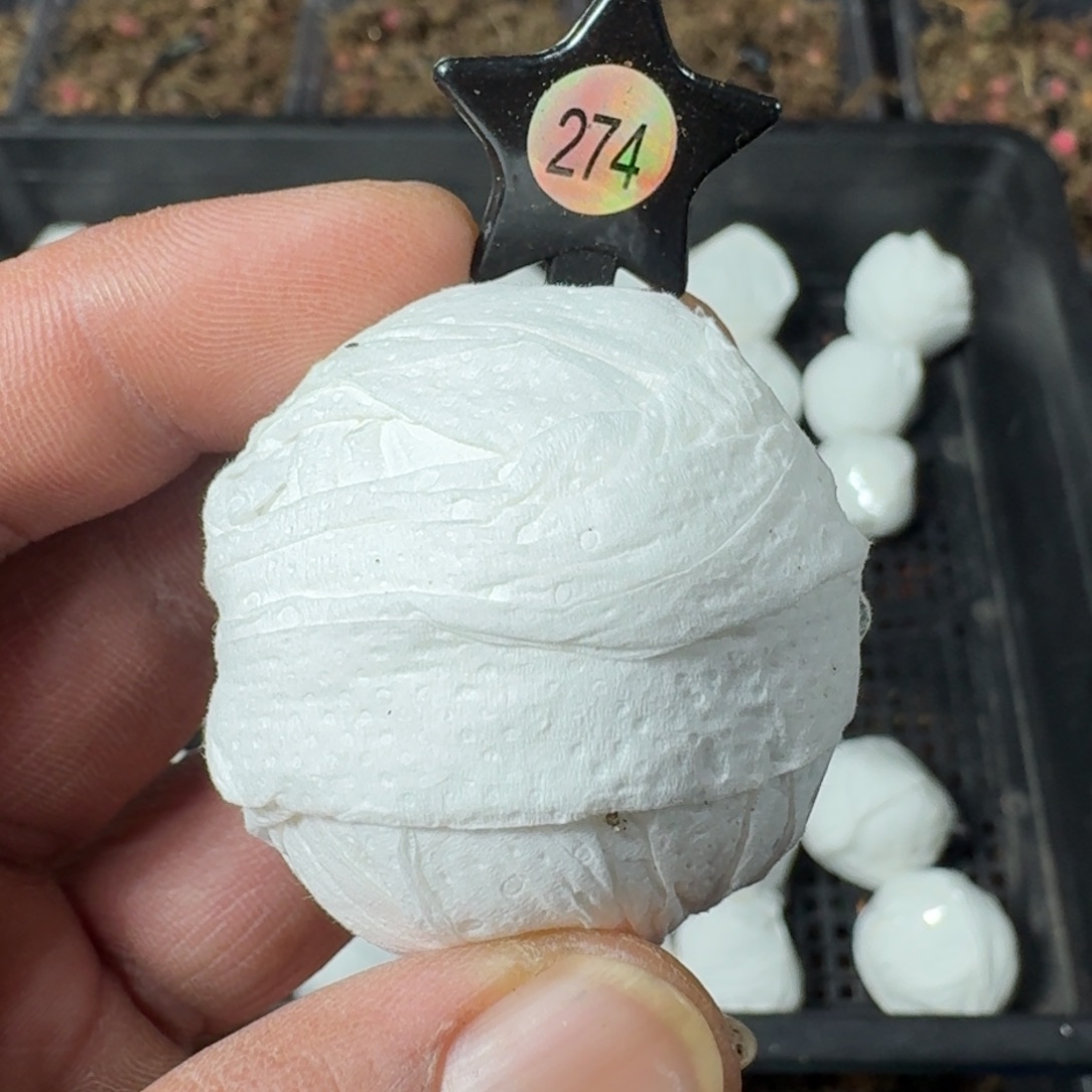 米哈实生自然锦泰国进口274