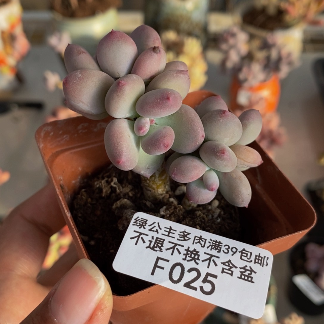 025苹果奶四代多肉4c m