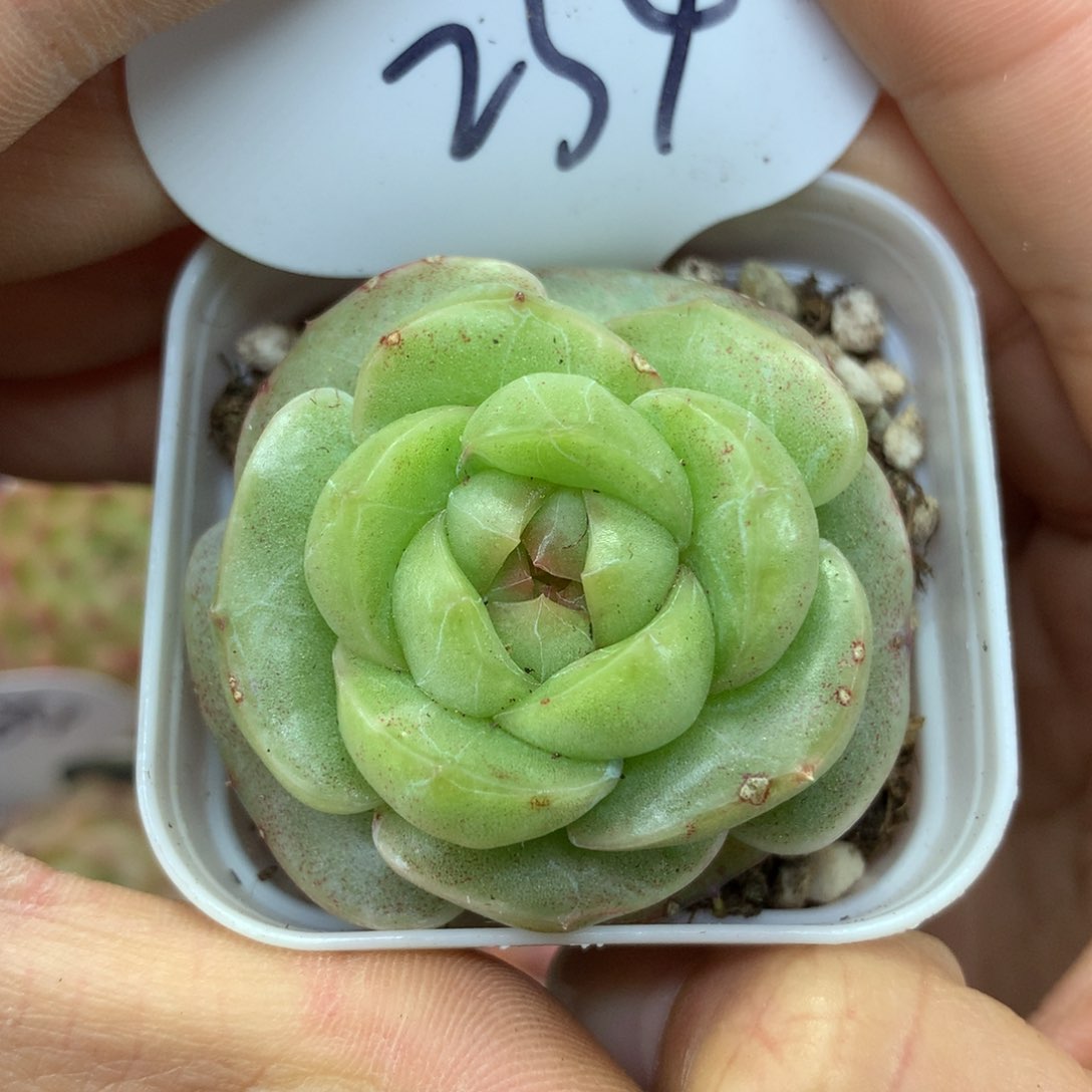 初雪珍妮单头234