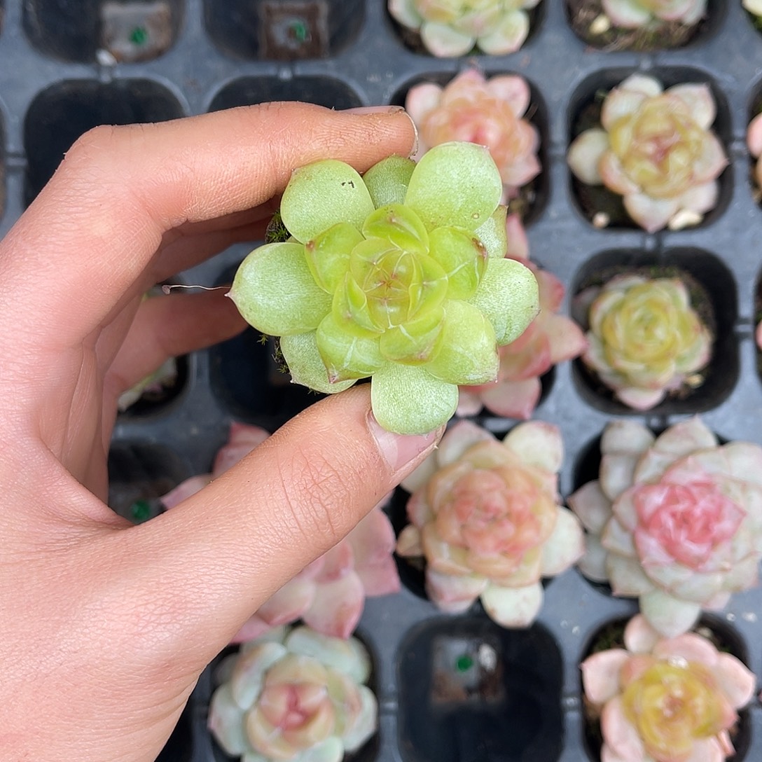 多肉一物一拍23-252