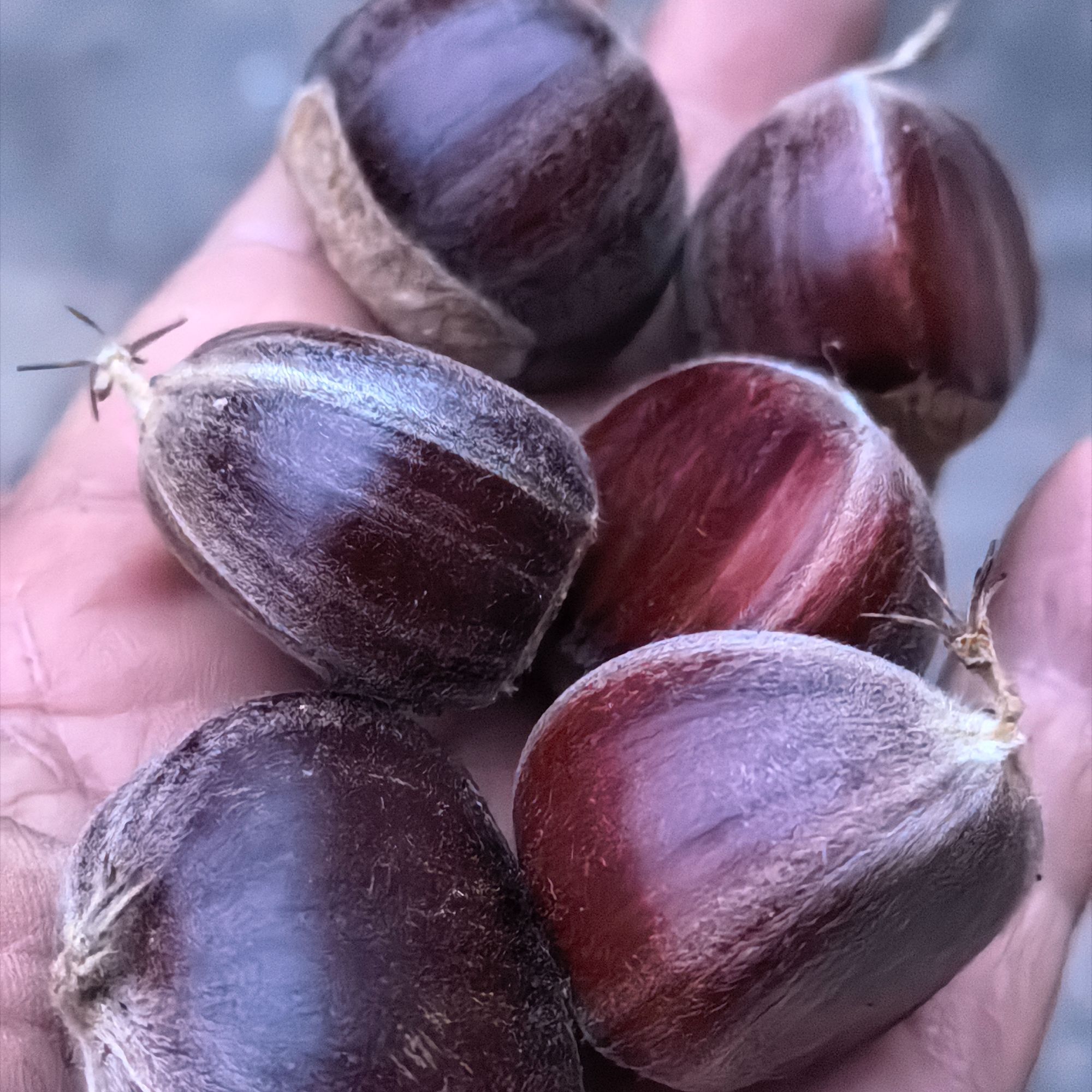 北京平谷山坡阳坡老树油栗子粉面香甜食用农产品