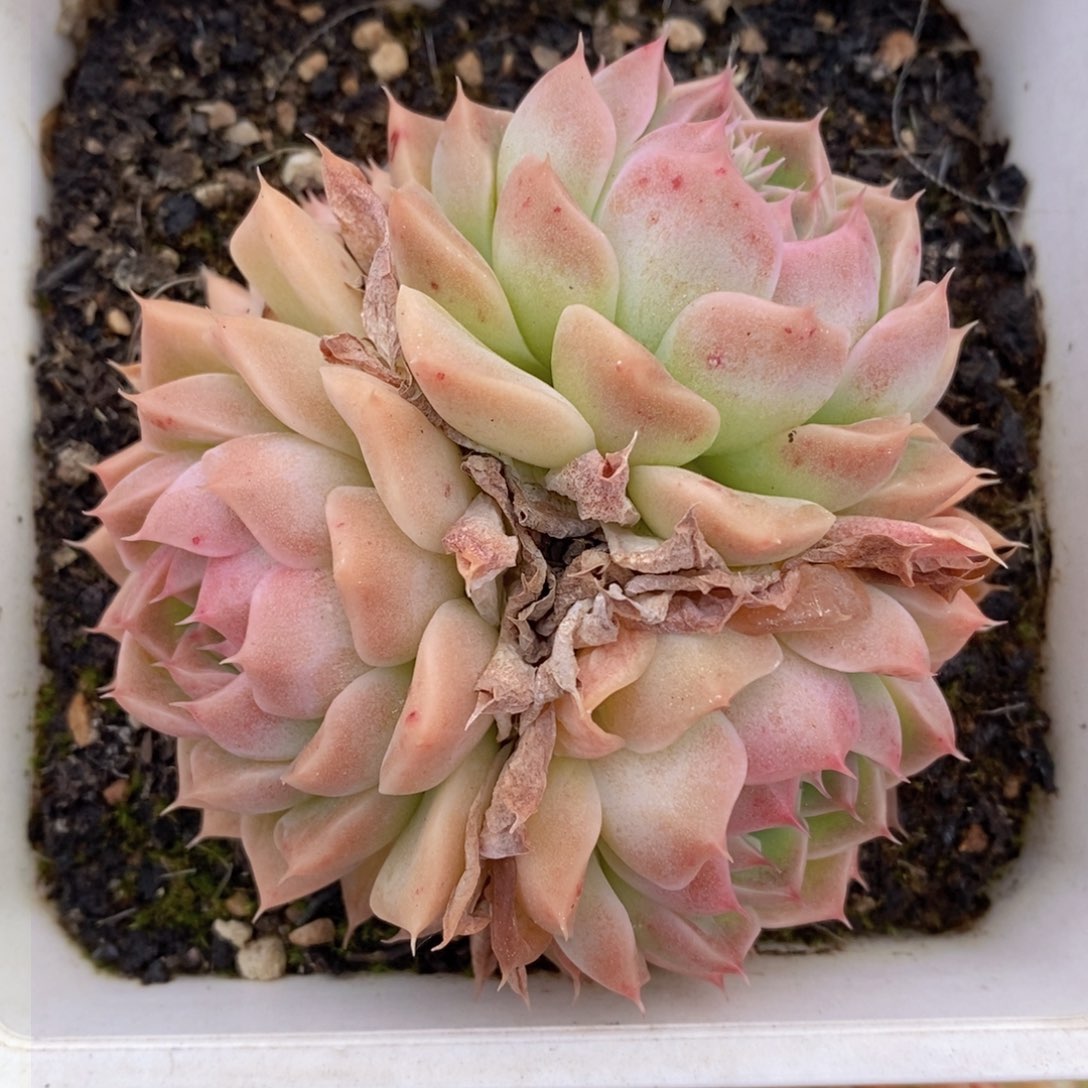 一物一拍多肉，下滑链接更多品种选择