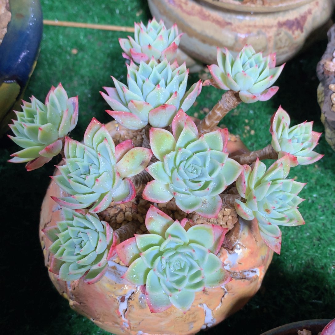 三色堇15公分一物一拍