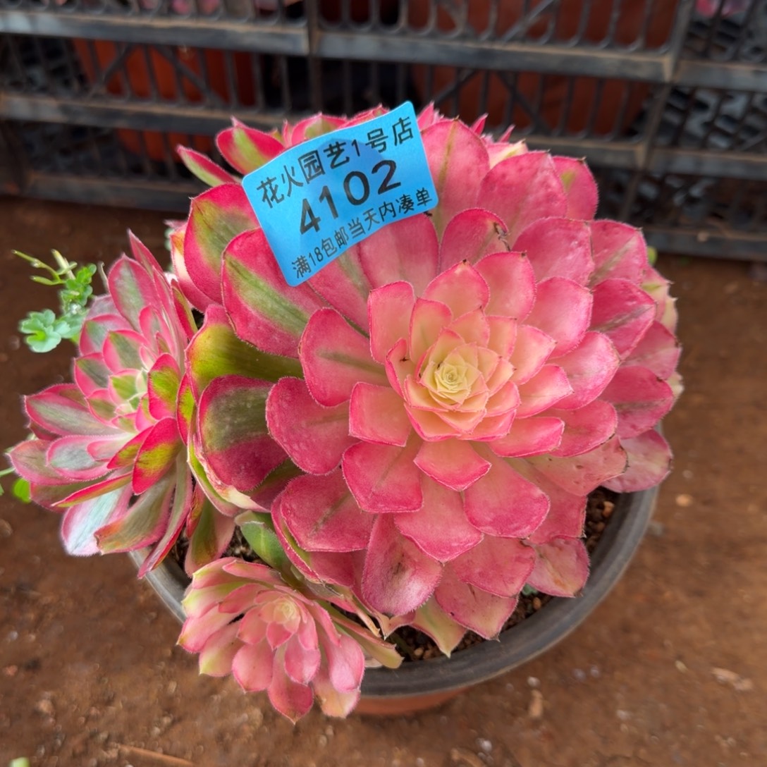 孔雀翎4102多肉植物法师