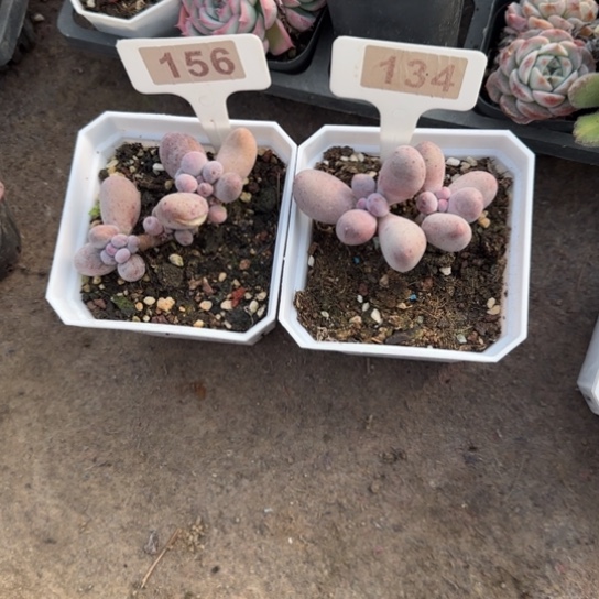 顺***.156和134米可奶两颗