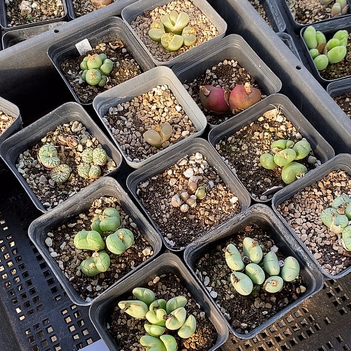 441组合福利一组。      