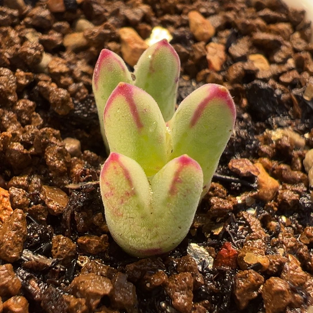猪蹄多肉植物盆栽栽培