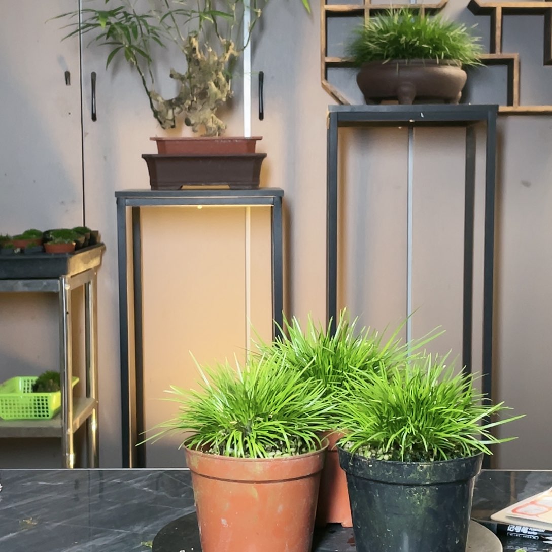 【闪购商品】不开花植物