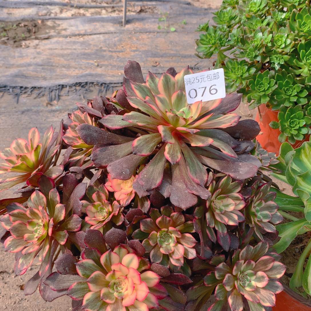076烟花捧花多肉老桩