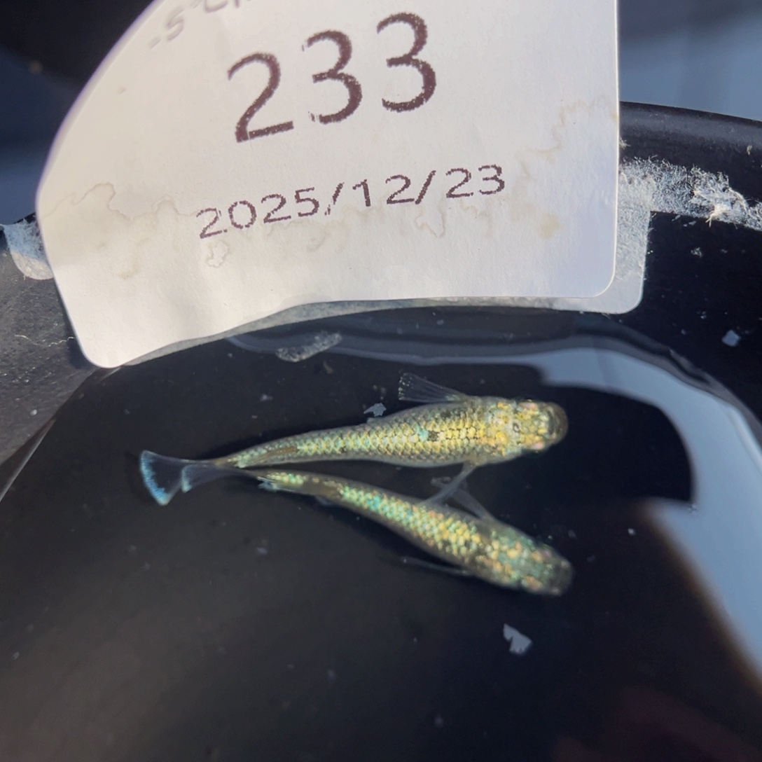 青鳉鱼233美伦一对