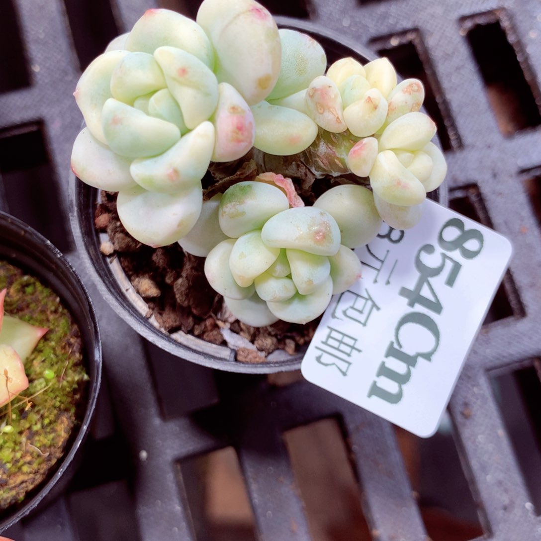 5厘米盆精控多肉854