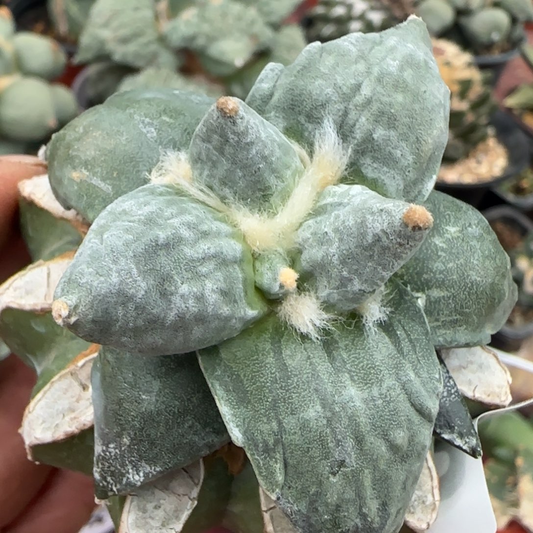 无花朵苗接特白肌纯种怒涛050