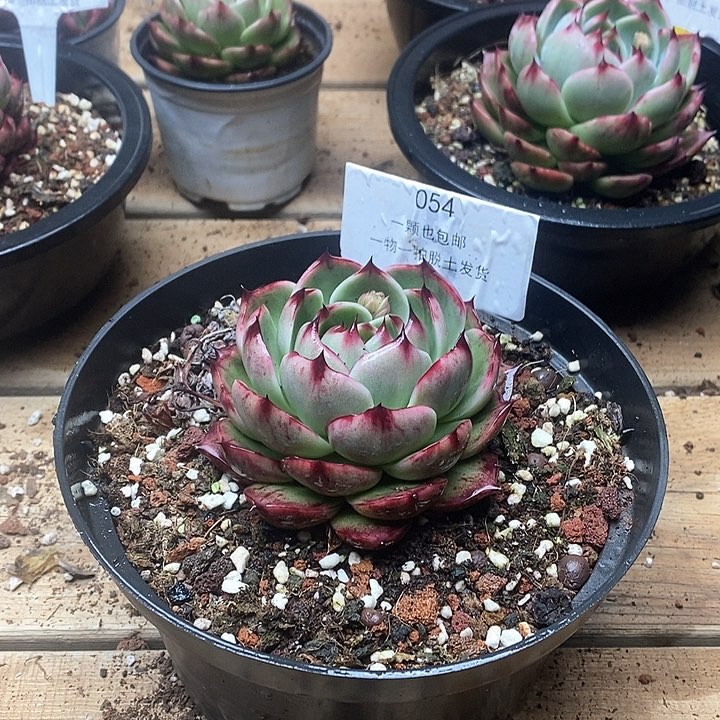 惊鸿仙子一物一拍054