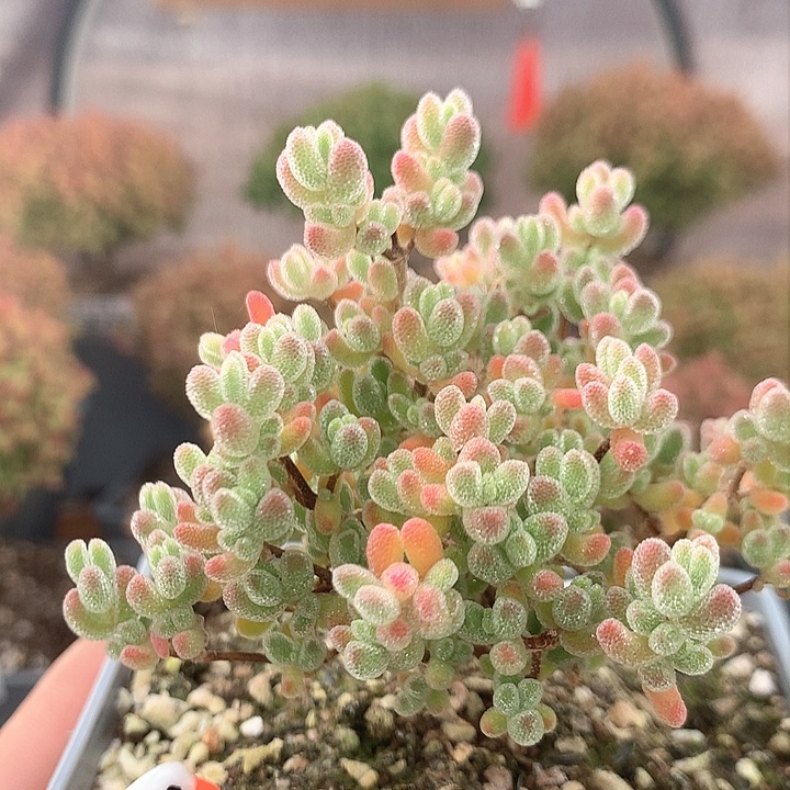 c353实生冰晶枝干番杏