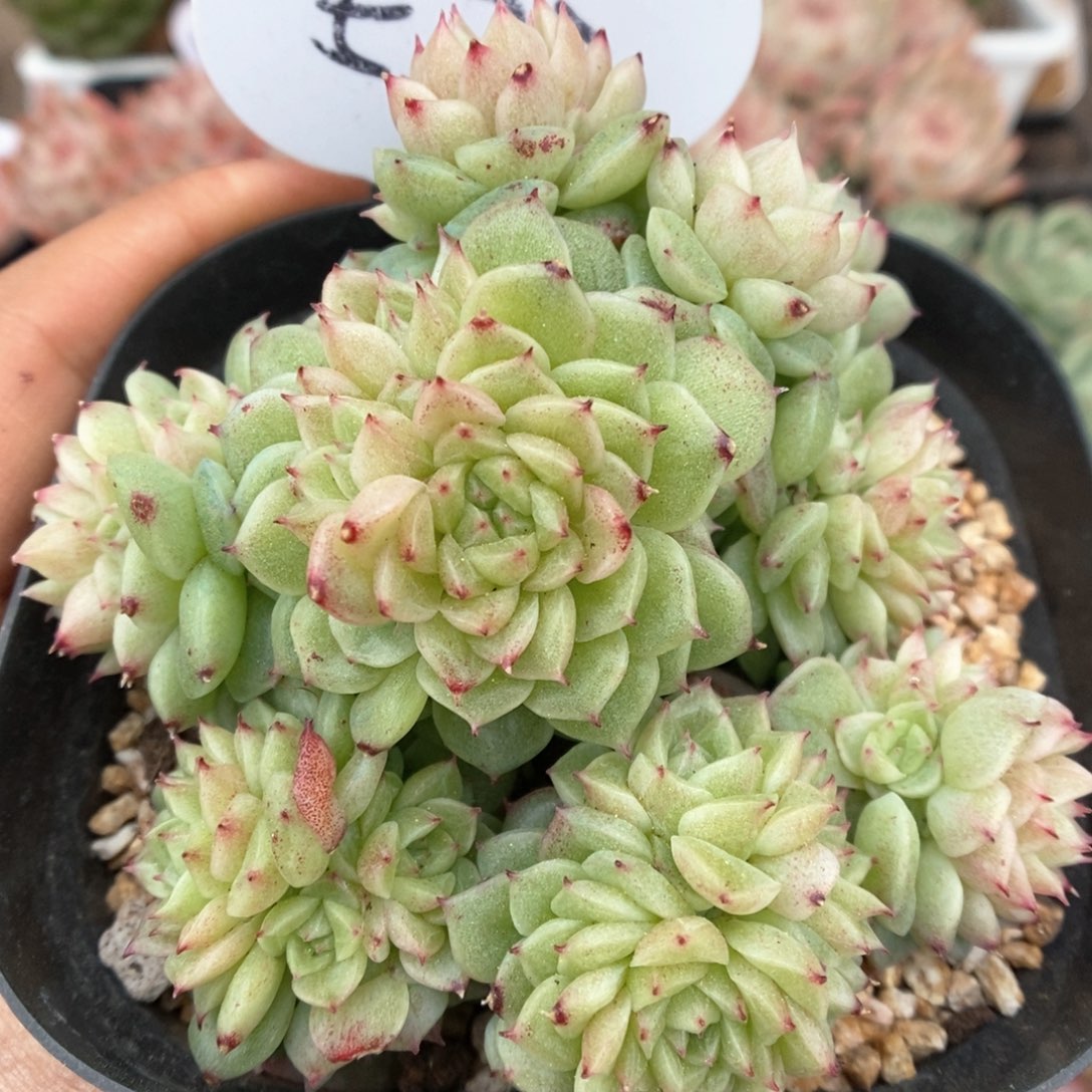 麦秆群生可拍573号。   