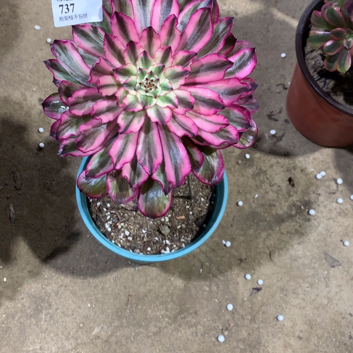 737紫桐多肉植物特价