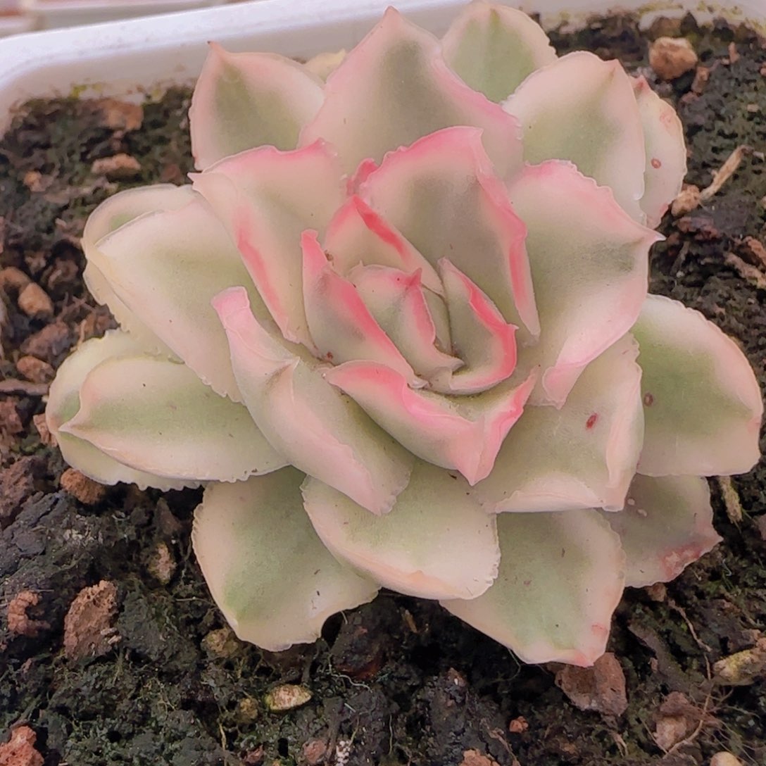 687紫蝴蝶锦多肉植物