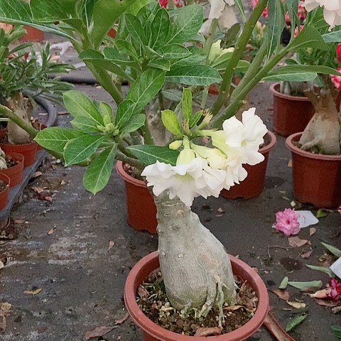 【闪购商品】无花朵小