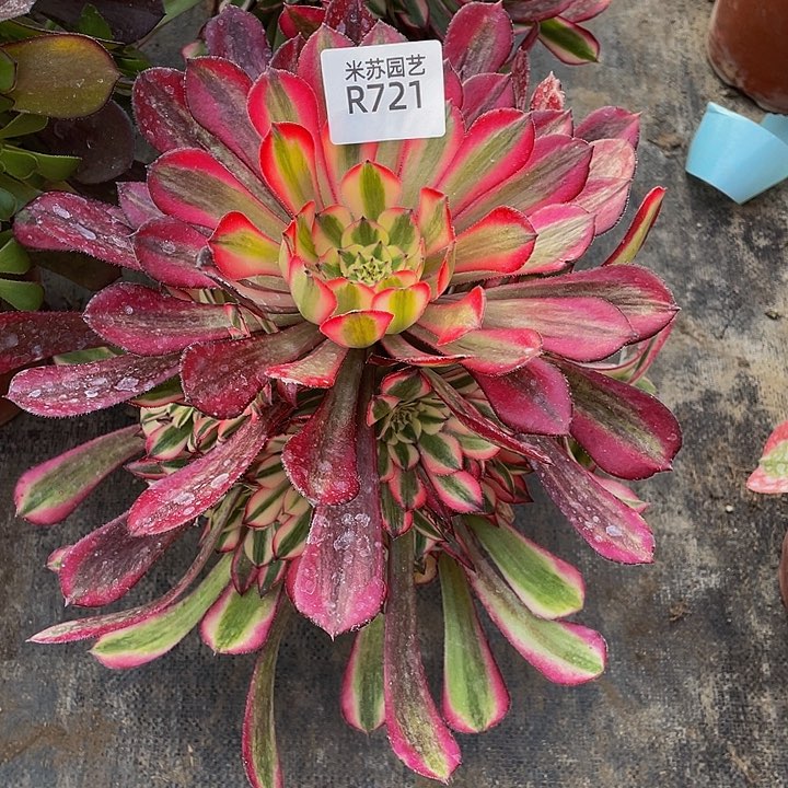 721多肉植物的生长