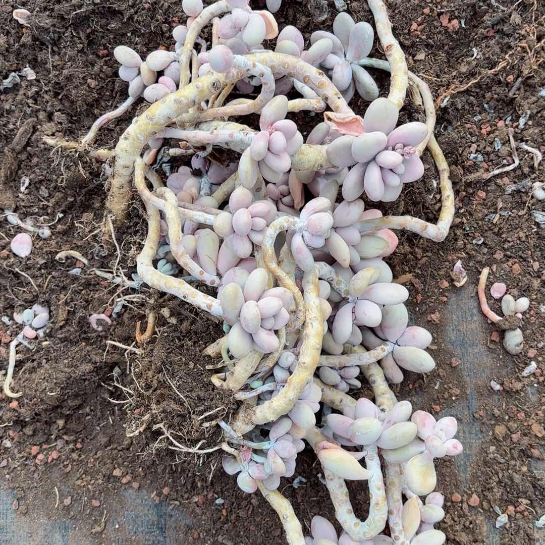 愿*初桃蛋散装不售后104。       