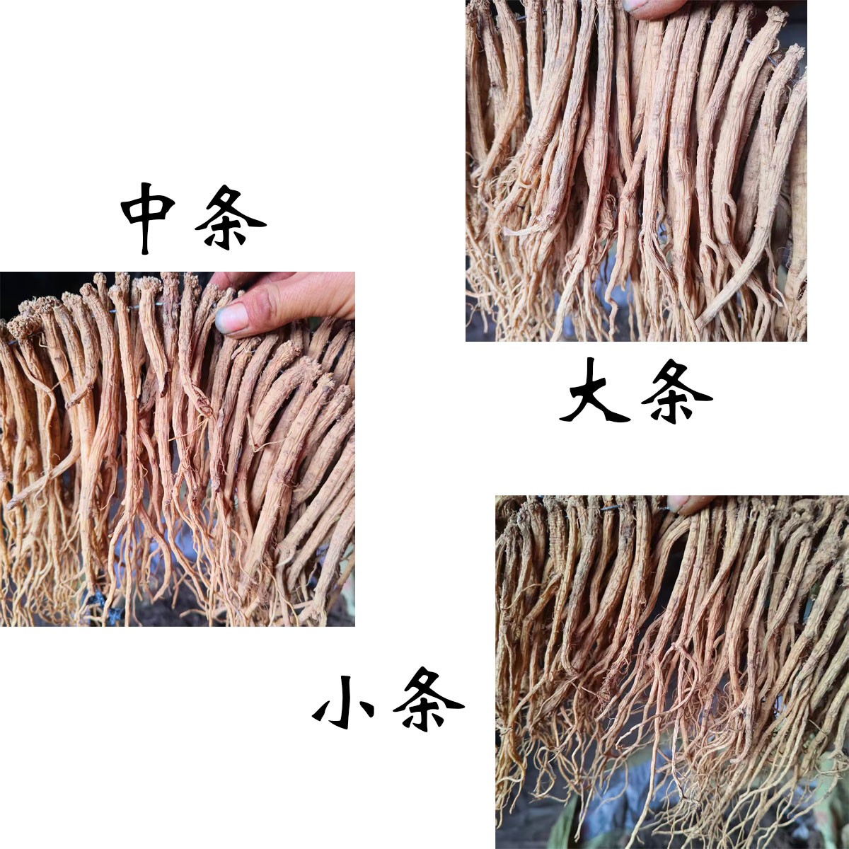 甘肃产地精选无硫党参干货可煲汤泡水滋补