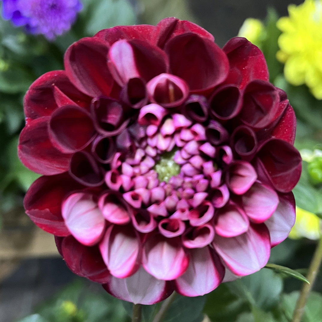 【青韵】（鸳鸯•二乔）小丽花客厅阳台桌面盆栽【颜色随机】