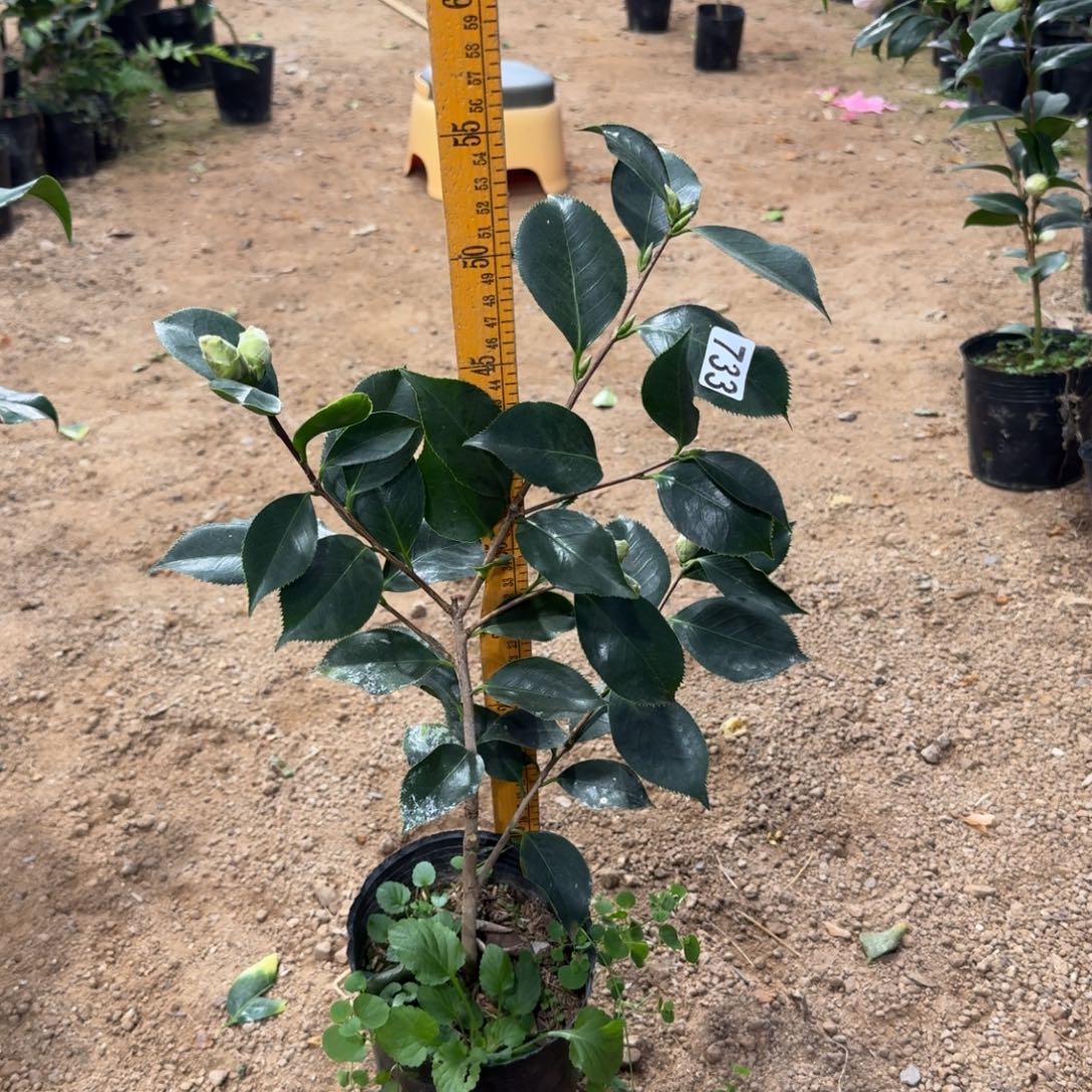 少量花朵（建议范围：2朵-5朵 或40%以下）733赛牡丹