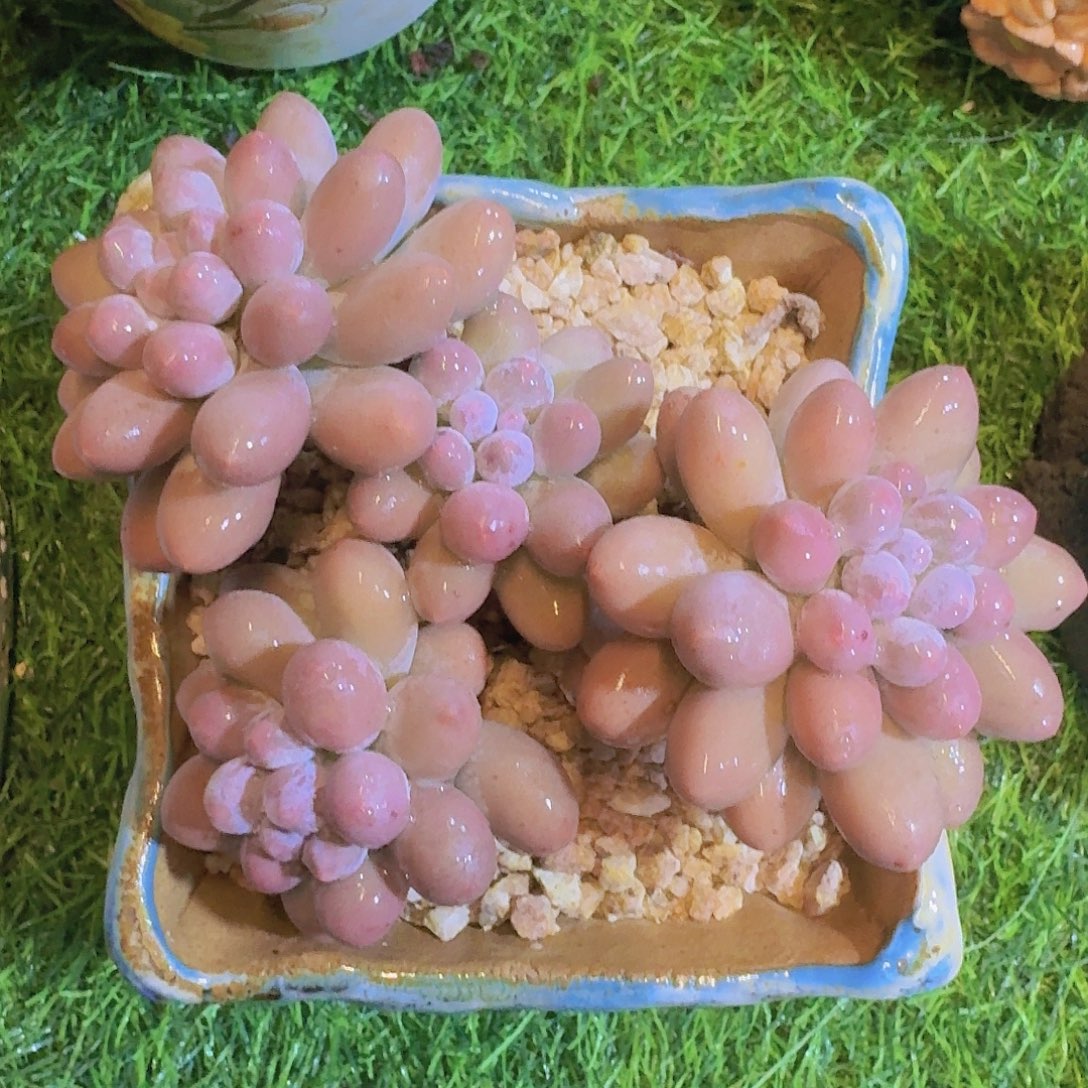无花朵汤圆一物一拍