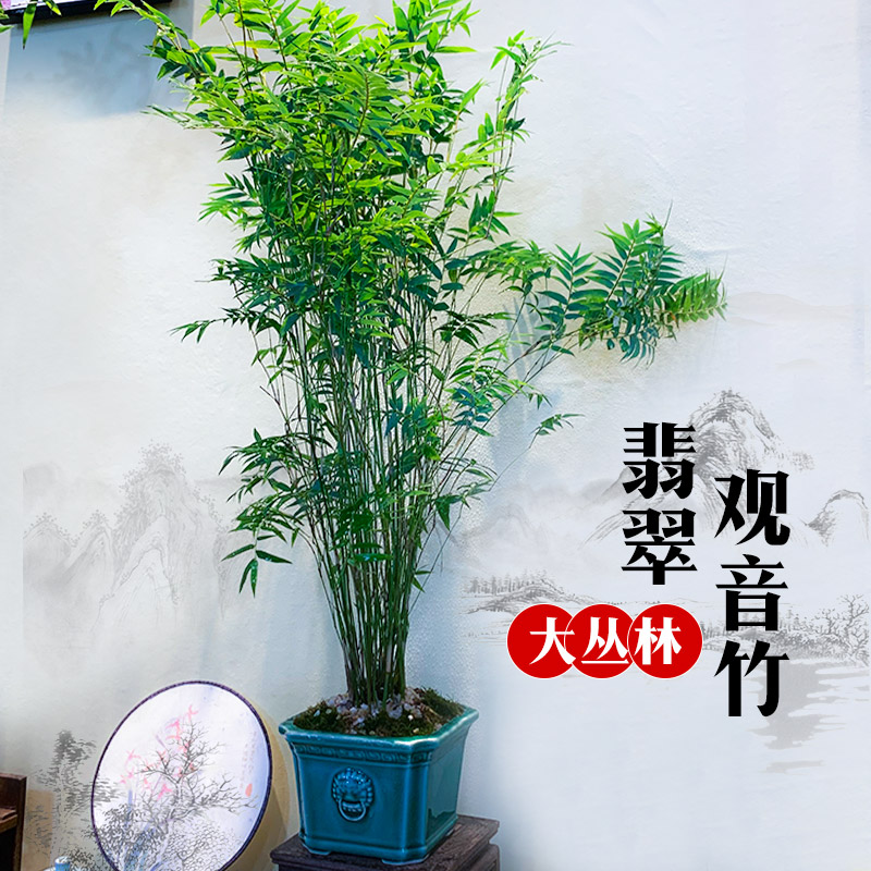 枞林款翡翠观音竹青葱翠绿枝繁叶茂室内竹盆栽植物水培植物盆景
